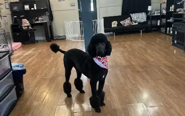 Cajun Canine Spa and Pawtique in Broussard, LA