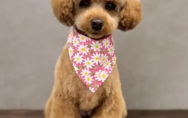 Amelia's Mobile Pet Salon in Akron, OH