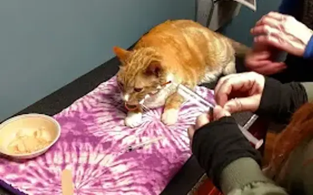 Barrington Oaks Veterinary Hospital in Elk River, MN