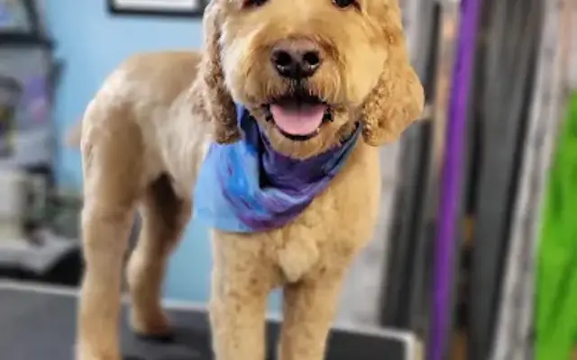 Furry Kid Grooming Salon LLC in Readstown, WI