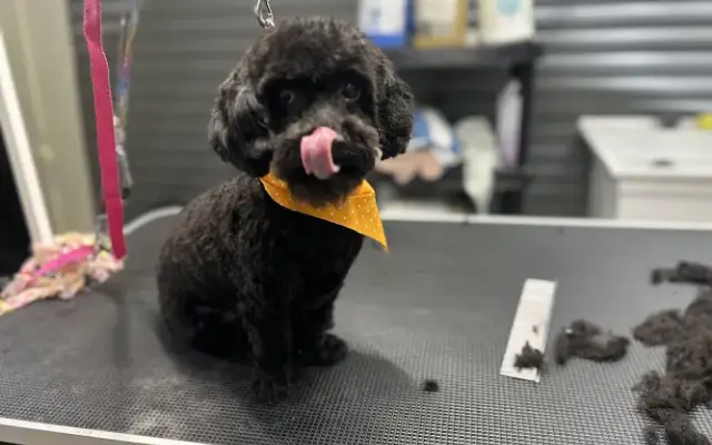 Ashley’s Grooming Lounge in Buna, TX