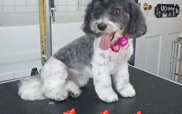 Benji's Barking Lot in Batavia, IL