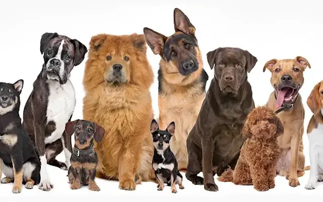 Top Dog K9 Grooming in Owatonna, MN