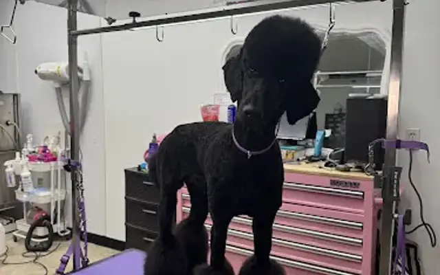 The Opal Poodle LLC in Splendora, TX