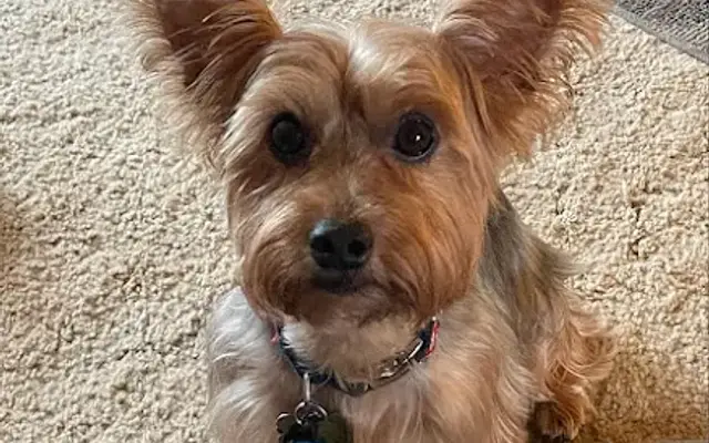 Waggin Tails Grooming LLC in Cochran, GA
