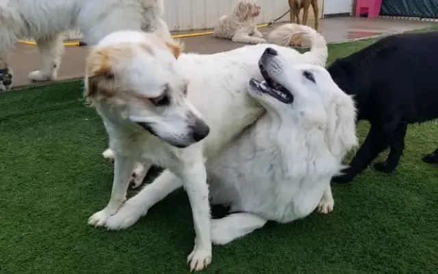 The Paw Pad in McDonough, GA
