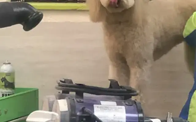 Hounds Hair Grooming in Warrensville Heights, OH