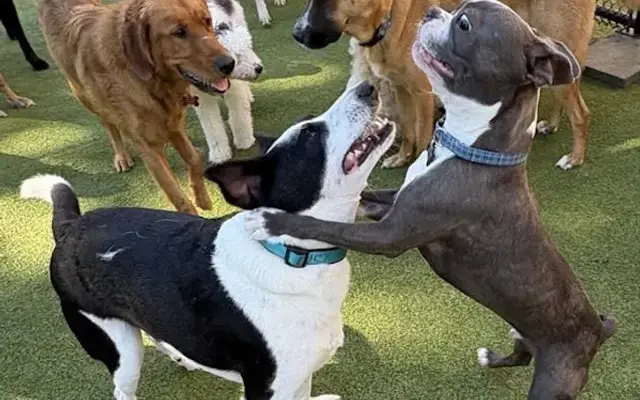 Playtime Pet Resort in Downingtown, PA