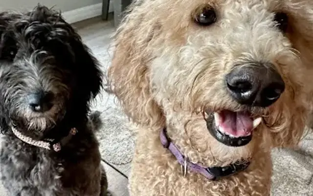 Golden Pups Dog Grooming in Sarasota, FL