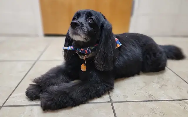 The Dog Salon in Stephenville, TX