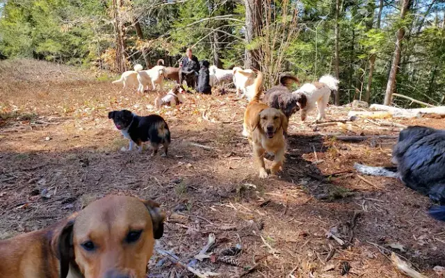 Suds & Trim Professional Grooming, Boarding & Daycare in Alton, NH