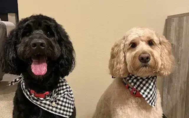 Happy Hounds Pet Grooming in McMinnville, OR