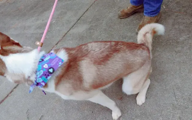 Hometown Hounds in Cartersville, GA