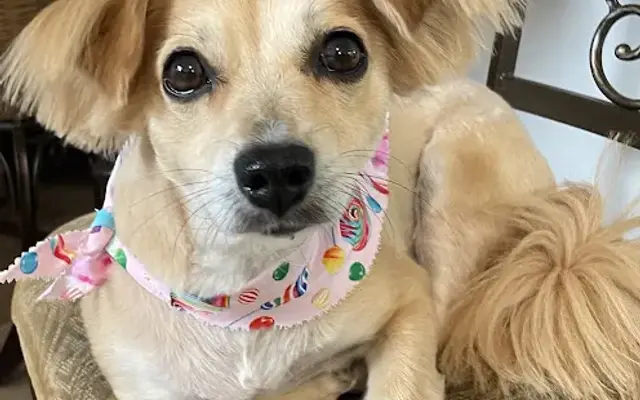 Animal Artistry Pet Grooming in Sheridan, IN