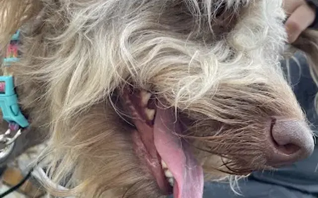 Kim's Doggy Nail Care in Plantation, FL