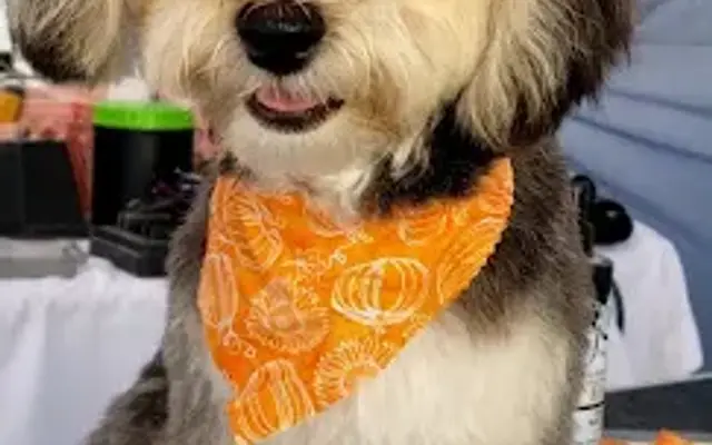 Cherry's Dog Grooming in Summerville, SC