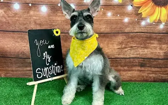 Vanessa's Grooming Salon in Kissimmee, FL