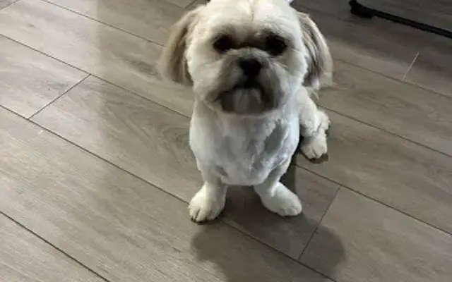 Canine Contour Grooming Studio in Byron Center, MI