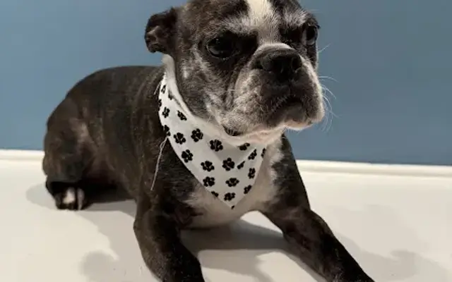 PAWPrints Grooming & Spa in Danville, IN