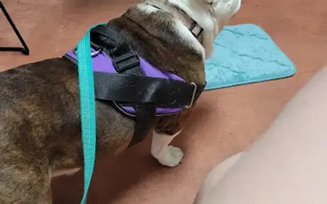 Tidewater Trail Animal Hospital in Fredericksburg, VA