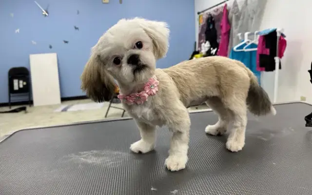 Animal House Dog Grooming with Toys & Treats in Everett, PA