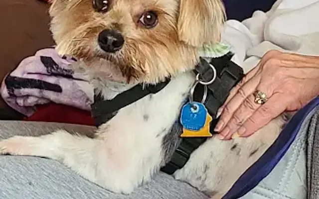 The Emerald Pet Groom Shop LLC in New Waterford, OH