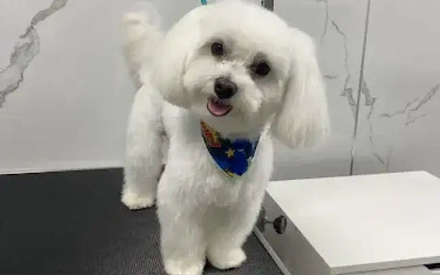 Shaky PET Grooming in Orlando, FL