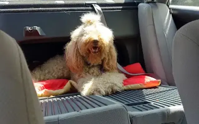 Southern Breeze Grooming llc in Benton, AR