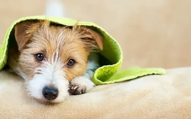 Pawsitively Picture Perfect Spa & Mobile Grooming in Swansboro, NC