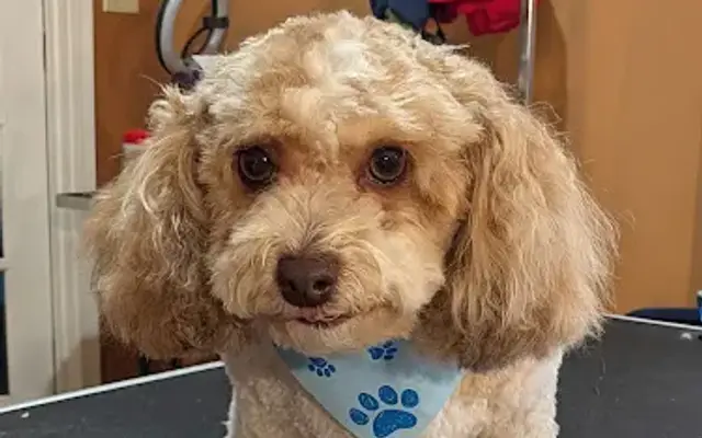 The Pooch Crew, Pet Grooming LLC in Rosiclare, IL