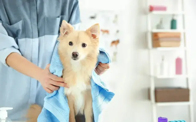 West Kendall Dog Grooming in Miami, FL
