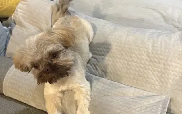 FuzzyButt Mobile Pet Grooming in Edmond, OK