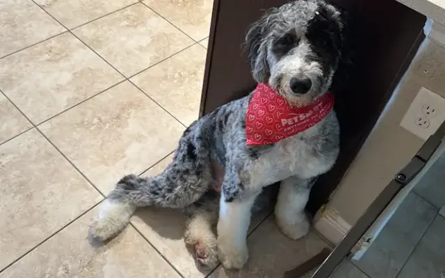 PetSmart Grooming in Tampa, FL