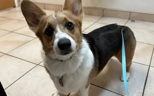 Shaffer Animal Hospital in Oviedo, FL