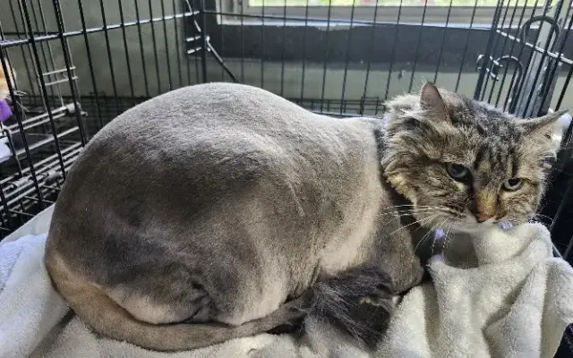 The Pink Tub N Scrub Pet Salon in Oronogo, MO
