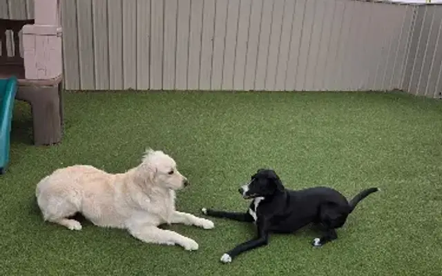 Pups N' Play in Plainwell, MI