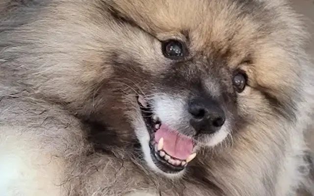Fur Envy in Mooresville, IN