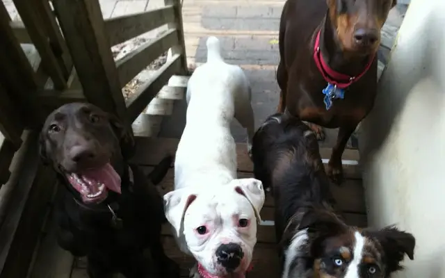 Paws Inn in Manakin-Sabot, VA