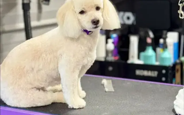 Groom Room Dog Spa in Cedar Creek, TX