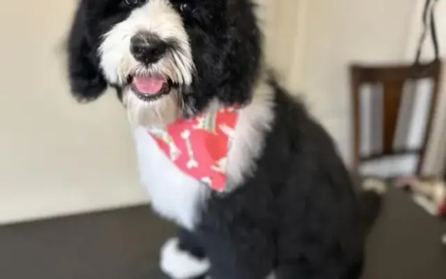 Fan-C Muttz in Ponte Vedra Beach, FL