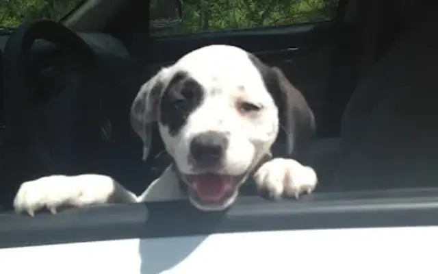 Dog Gone Gorgeous in Asheville, NC