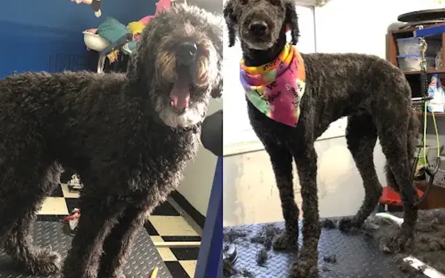 Siandras Pampered Pawz in Columbus, OH