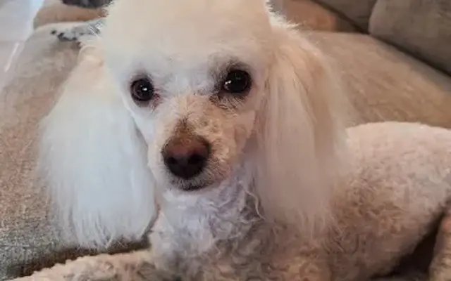 Scissor's N Suds Pet Grooming in Canyon Lake, TX