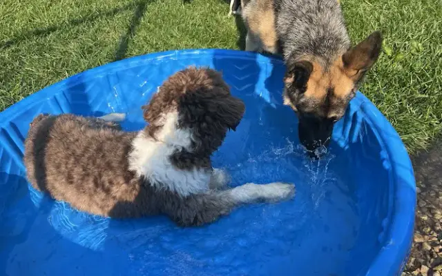 For the love of dogs Boarding in Richfield, OH