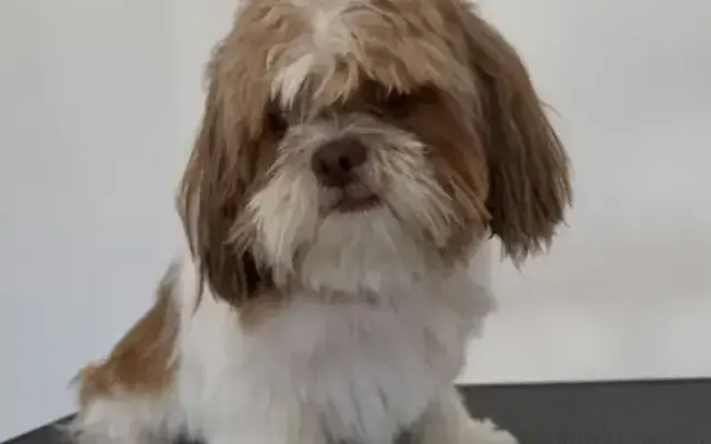 Mutt Club Grooming in Riverside, CA