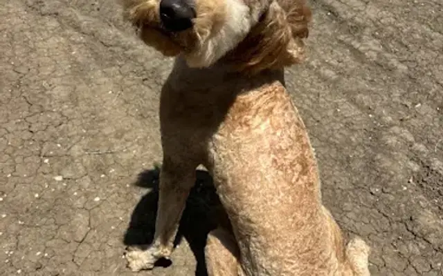 Wig Wag Grooming in Seguin, TX