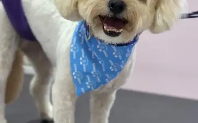 Four Paws Grooming Stoneham INC in Stoneham, MA