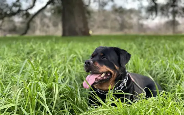 South Central Texas Dog Boarding & Training in Fayetteville, TX