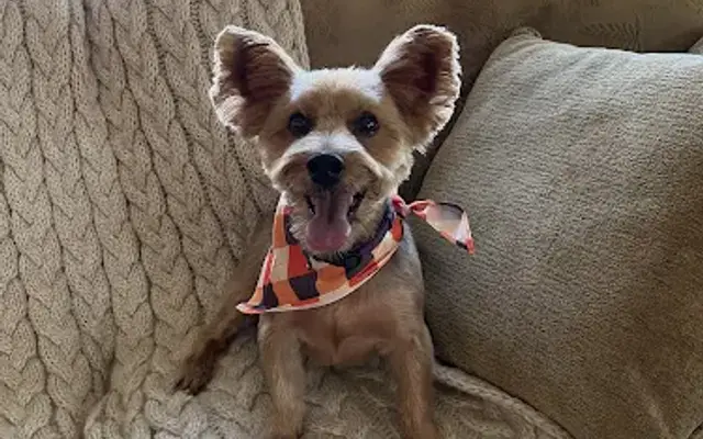 Funky Fur Mobile Dog Spa in Southampton Township, NJ