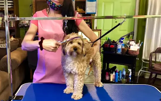 Marcys Mountain Dog Grooming LLC in Bedford, PA